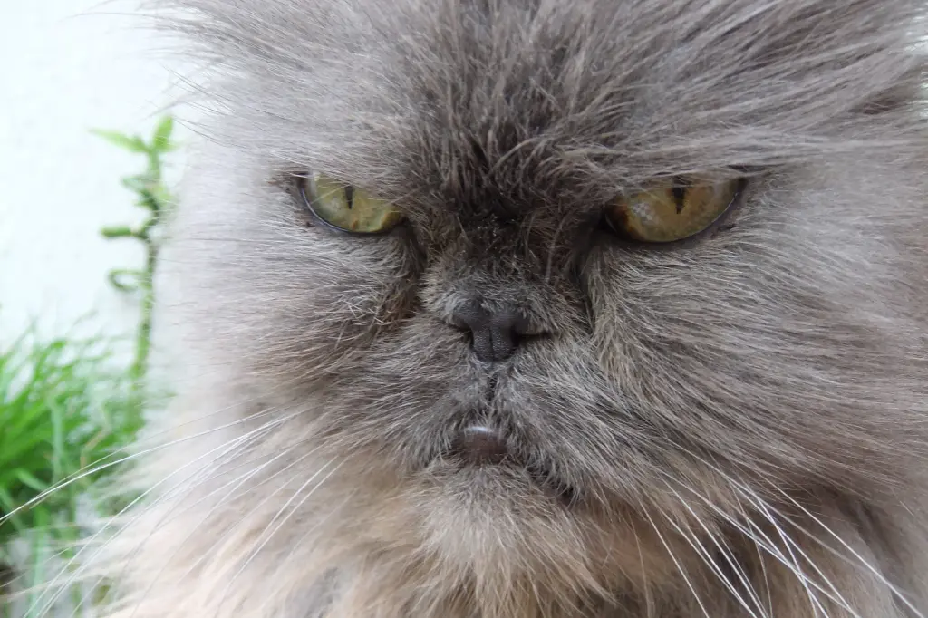 Andachtsbild von Marie mit Merlin im Herzen