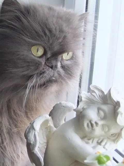 Andachtsbild von Marie mit Merlin im Herzen