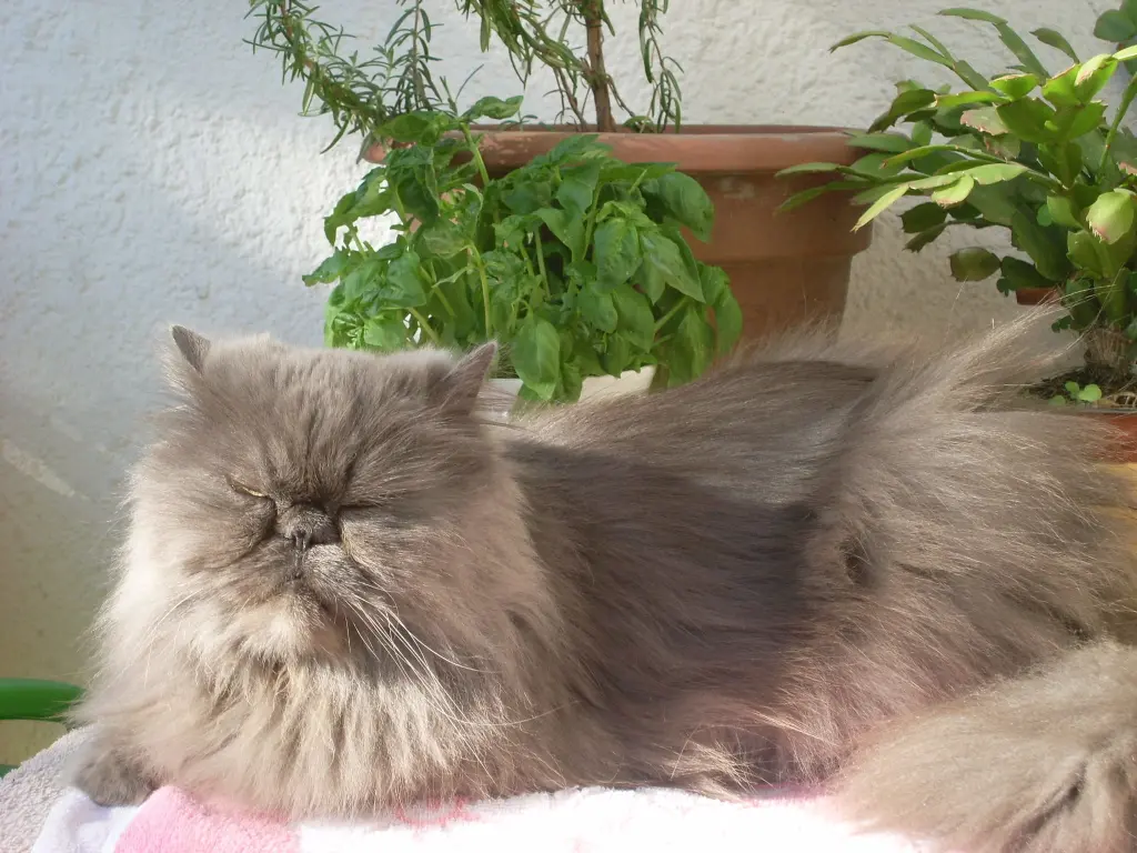Andachtsbild von Marie mit Merlin im Herzen