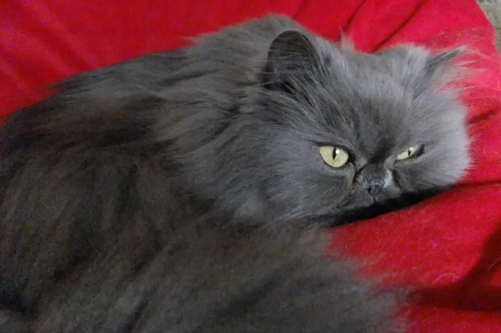 Andachtsbild von Marie mit Merlin im Herzen