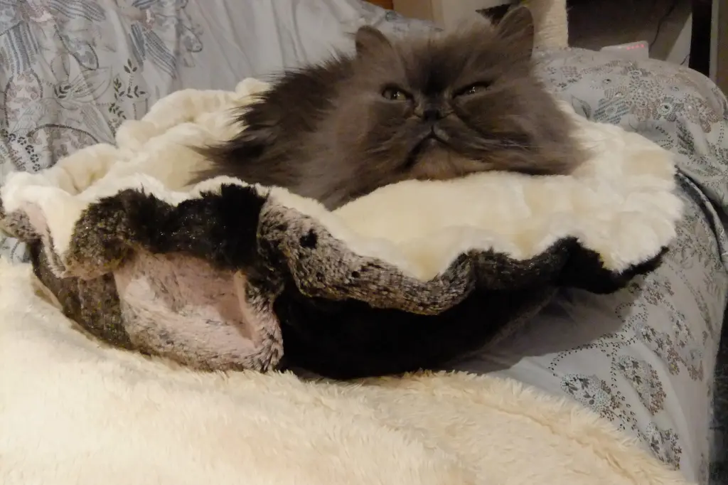 Andachtsbild von Marie mit Merlin im Herzen