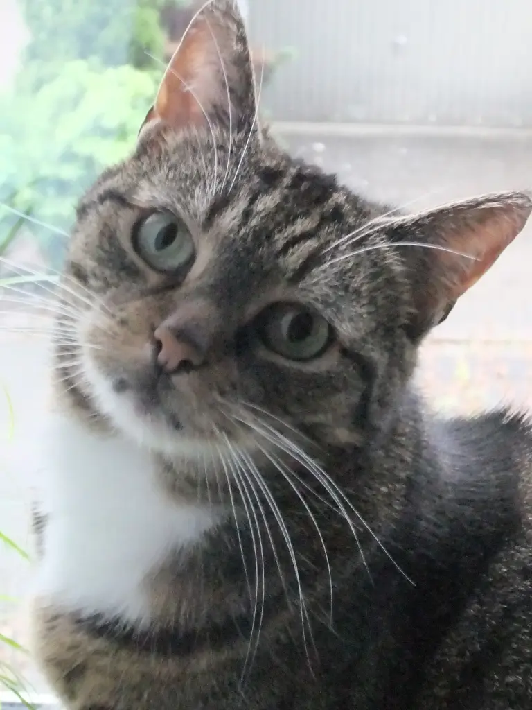 Andachtsbild von Marie mit Merlin im Herzen