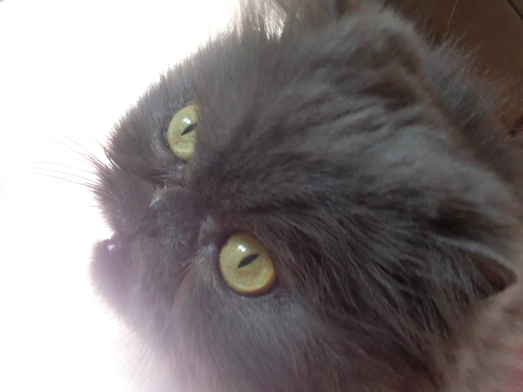 Andachtsbild von Marie mit Merlin im Herzen
