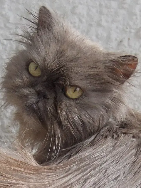 Andachtsbild von Marie mit Merlin im Herzen