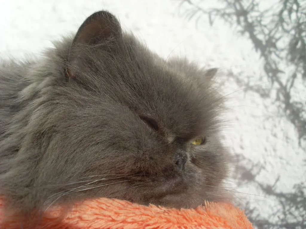 Andachtsbild von Marie mit Merlin im Herzen