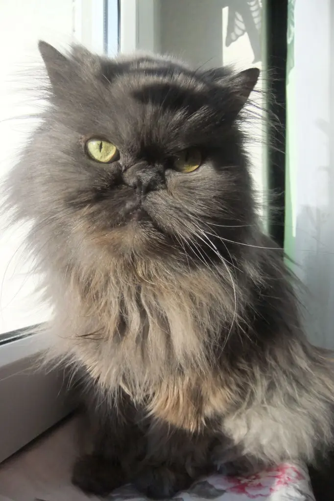 Andachtsbild von Marie mit Merlin im Herzen