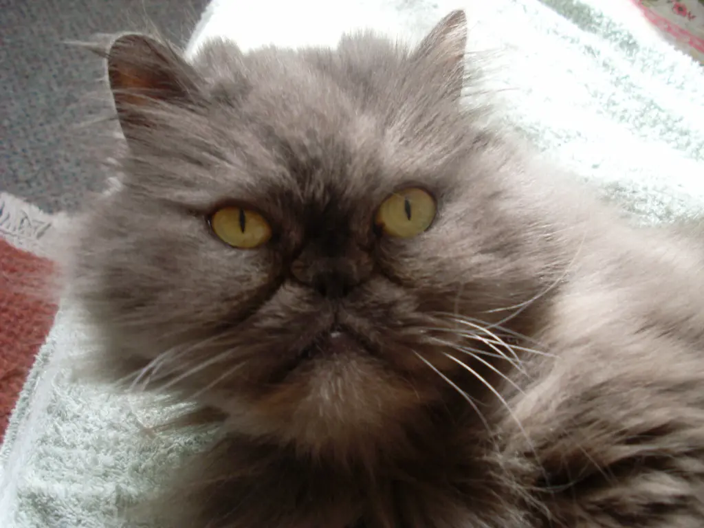 Andachtsbild von Marie mit Merlin im Herzen