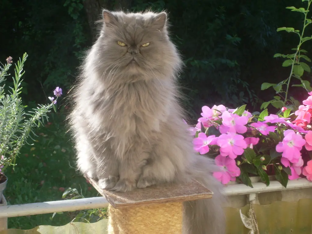 Andachtsbild von Marie mit Merlin im Herzen