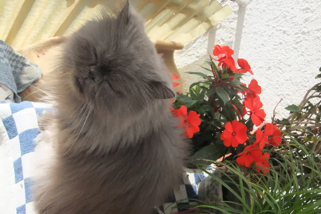 Andachtsbild von Marie mit Merlin im Herzen