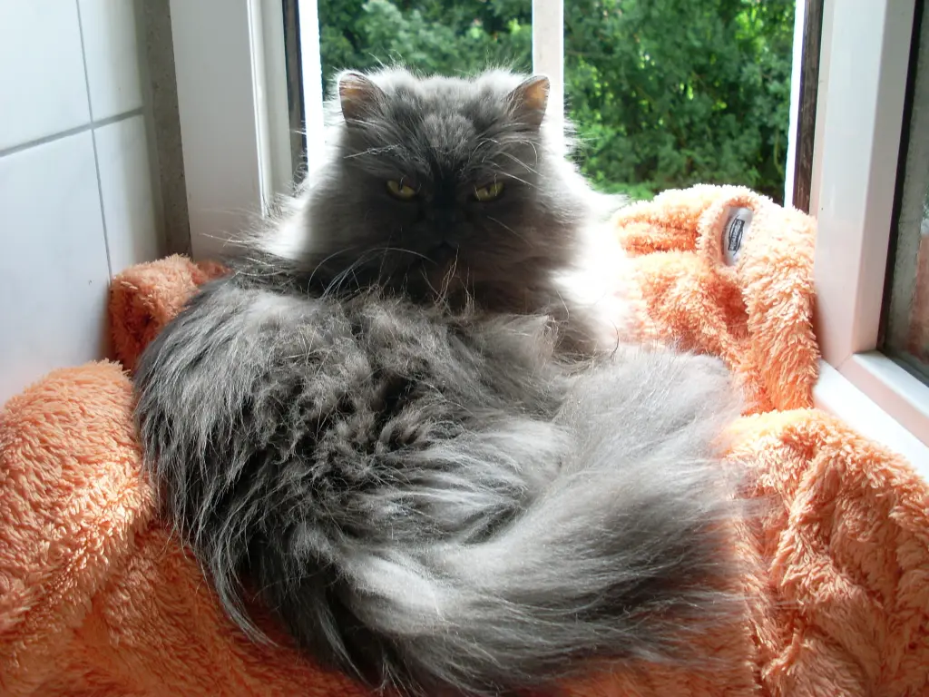 Andachtsbild von Marie mit Merlin im Herzen