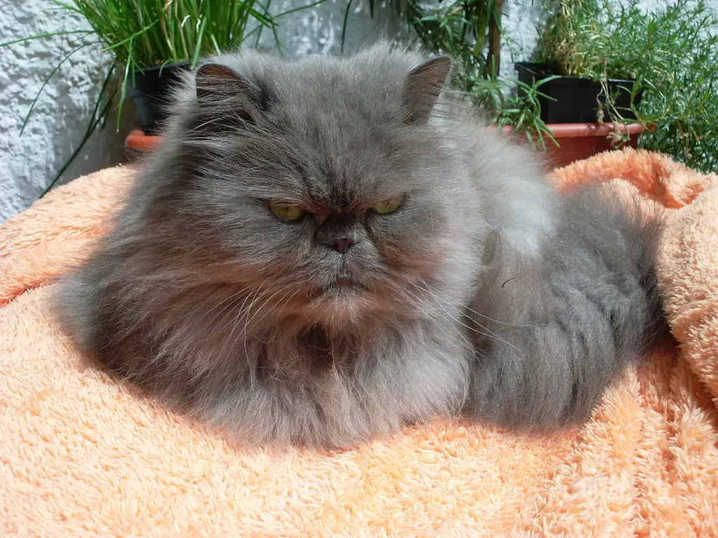 Andachtsbild von Marie mit Merlin im Herzen