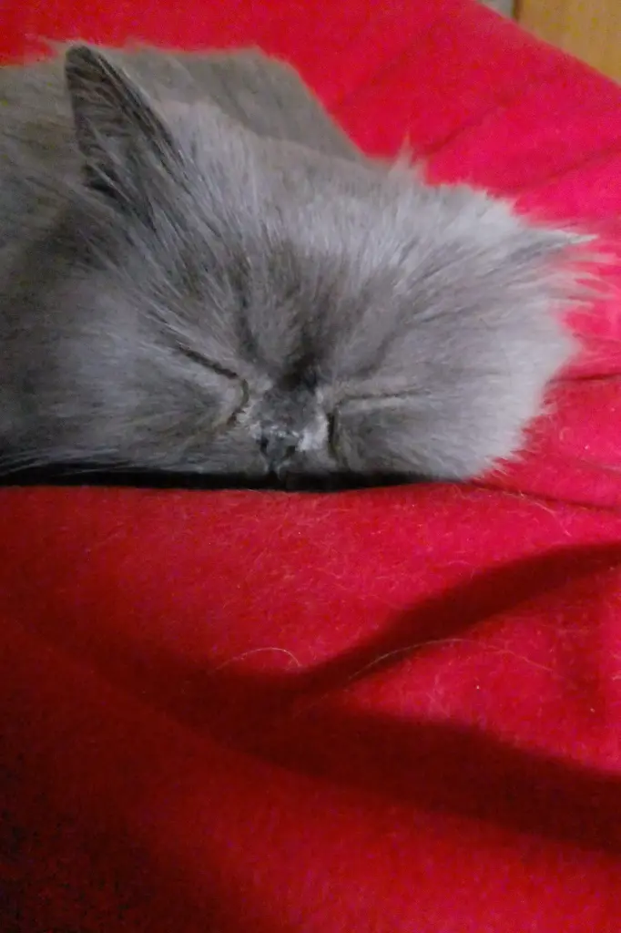 Andachtsbild von Marie mit Merlin im Herzen