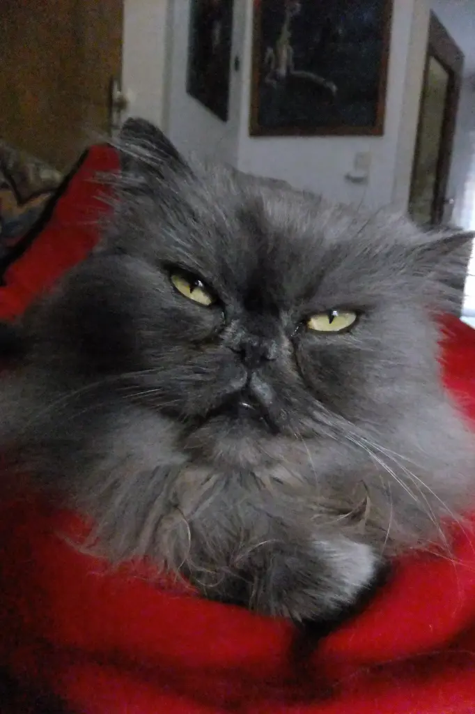 Andachtsbild von Marie mit Merlin im Herzen
