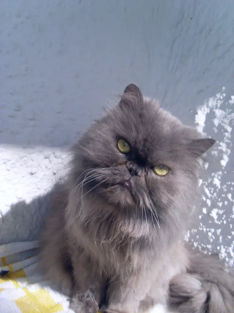 Andachtsbild von Marie mit Merlin im Herzen
