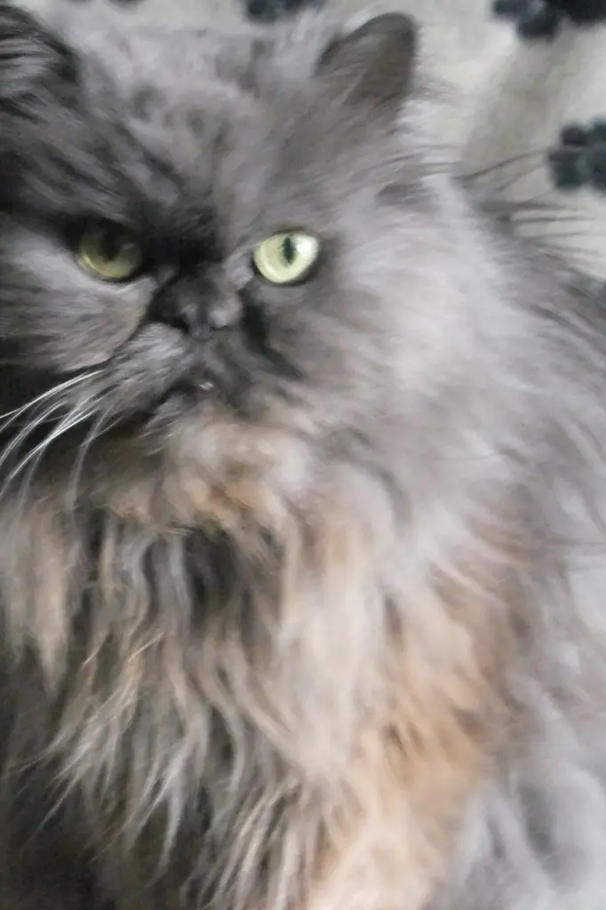 Andachtsbild von Marie mit Merlin im Herzen