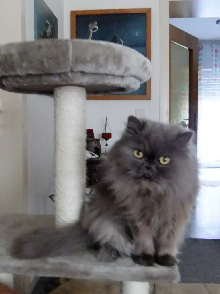 Andachtsbild von Marie mit Merlin im Herzen