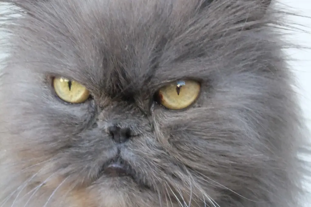 Bild von Merlin