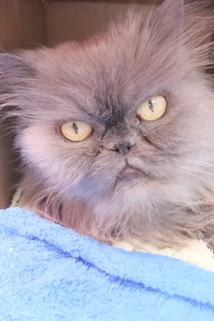 Bild von Merlin