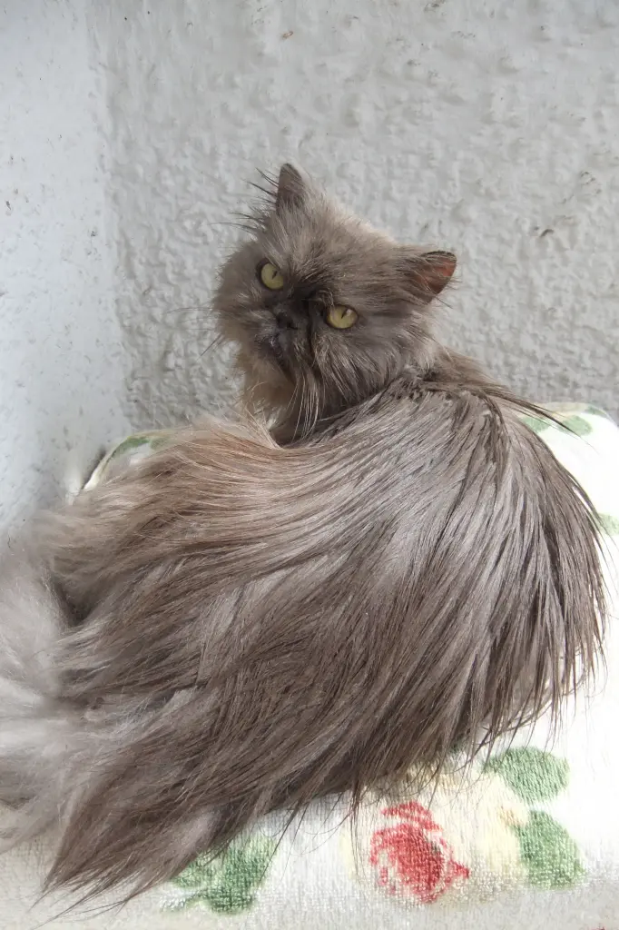 Bild von Merlin