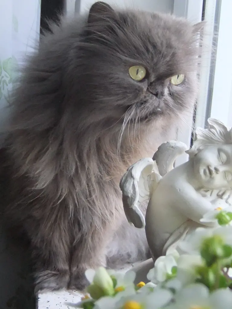 Condolence image of Marie mit Merlin im Herzen