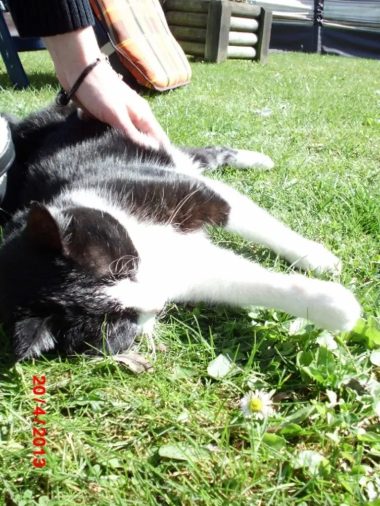 Condolence image of Für Jule❤