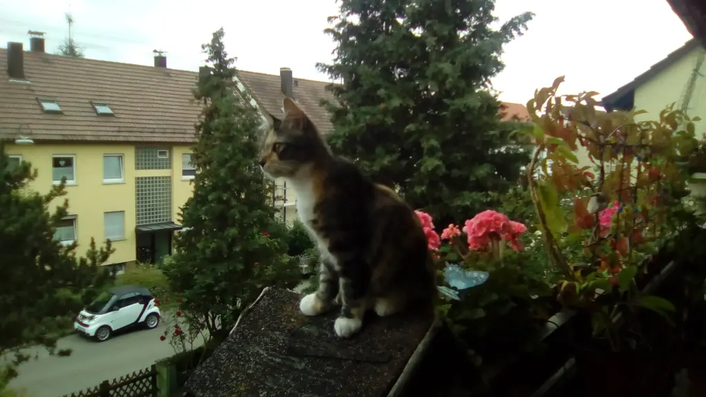 Image from Minnie Löwenkatzenmädchen