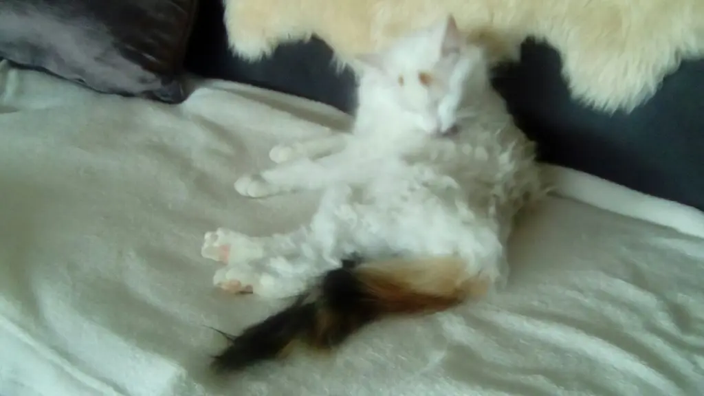 Image from Minnie Löwenkatzenmädchen