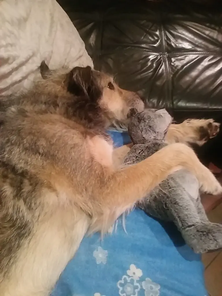 Andachtsbild von Carola