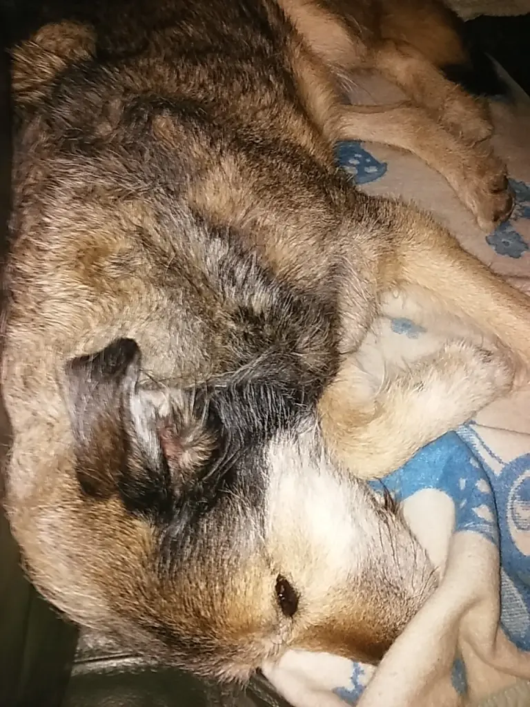 Condolence image of Carola
