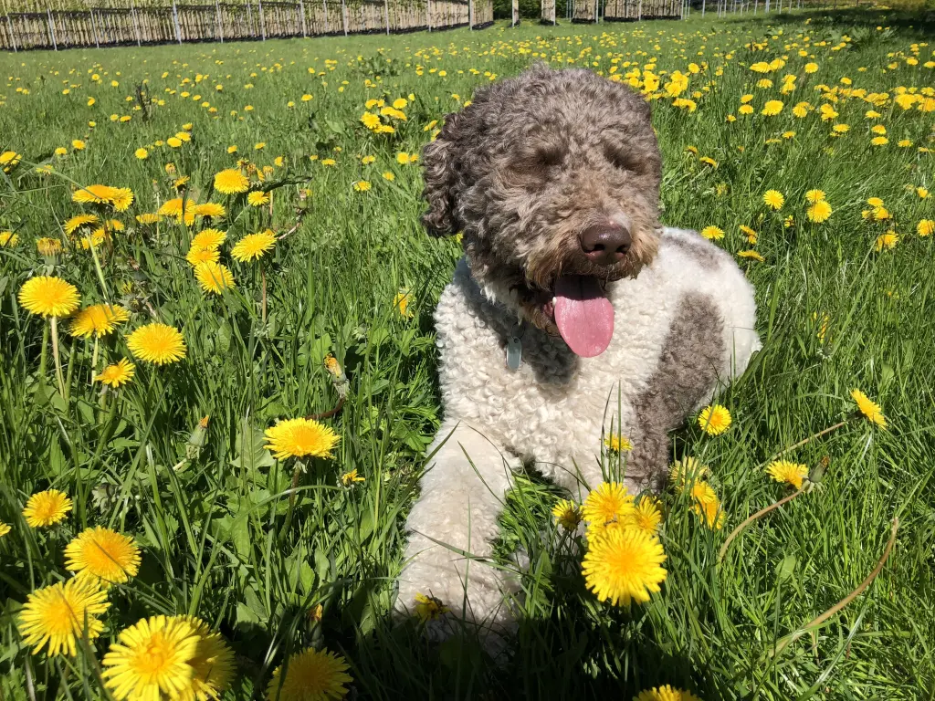 Image from Frodo