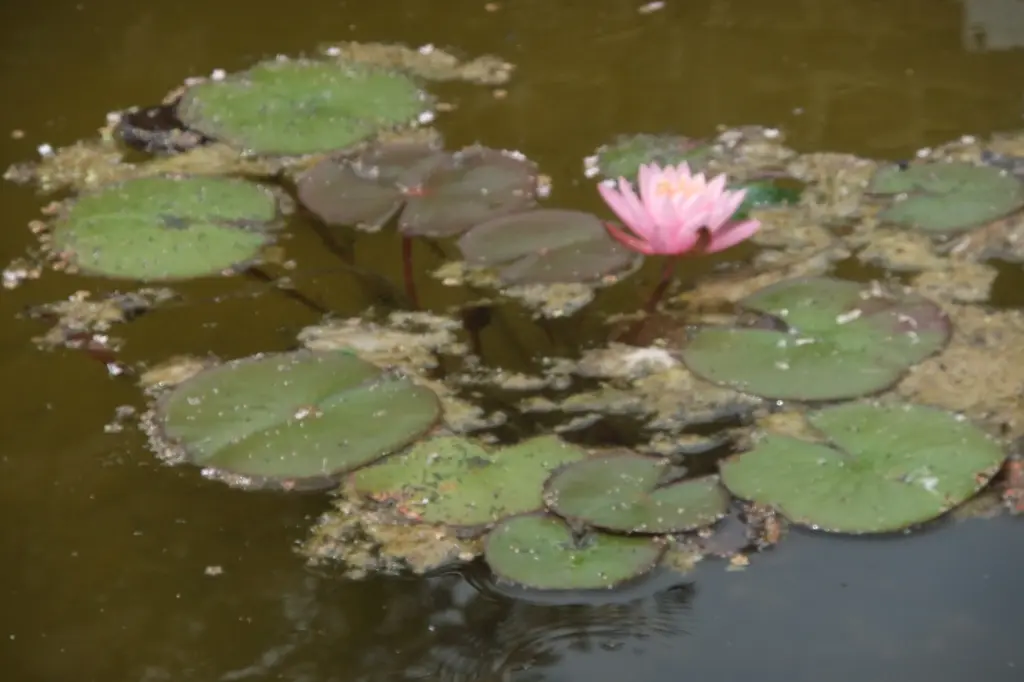 Andachtsbild von Marie mit Merlin im Herzen