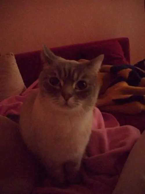 Image from Teddy