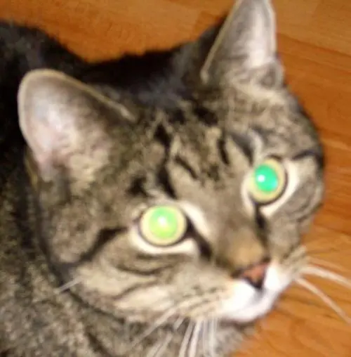 Bild von Timi-Timpetu