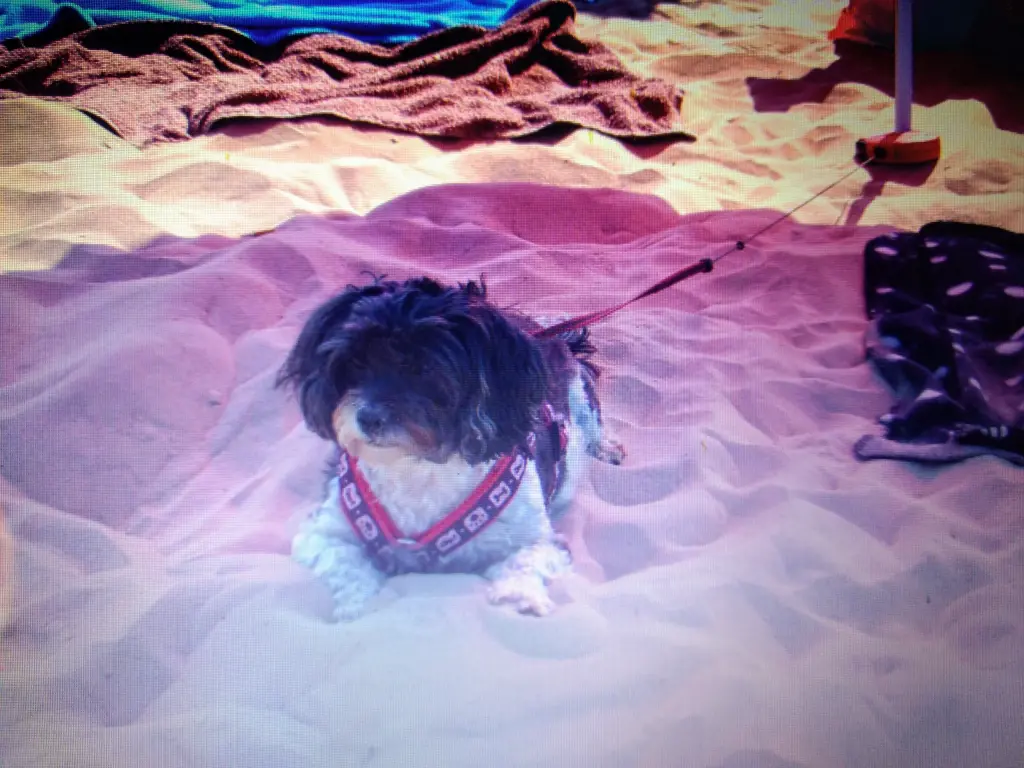 Condolence image of Sigrid