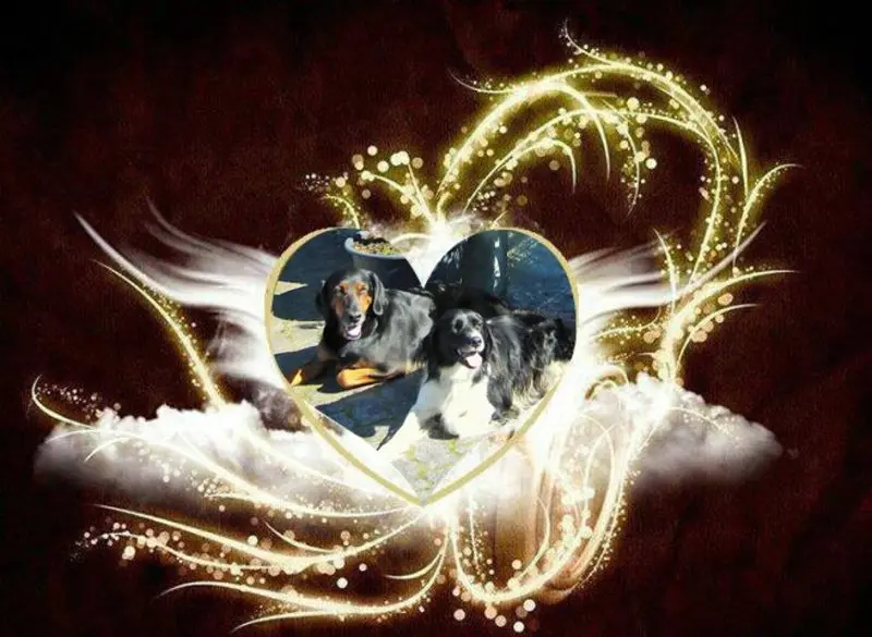 Condolence image of Brigitte mit Nelly, Benny und Axel im Herzen