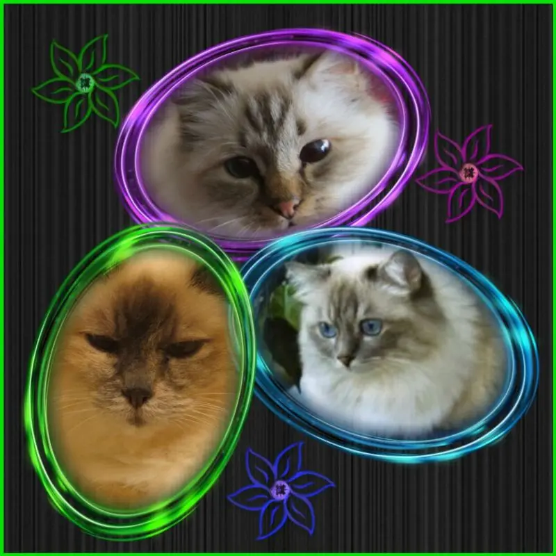 Andachtsbild von Uschi mit Seelenfreunden Shiva, Jojo und Merlin