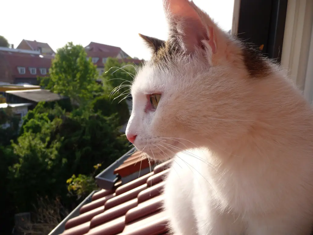 Andachtsbild von Susanne mit Cedric im Herzen