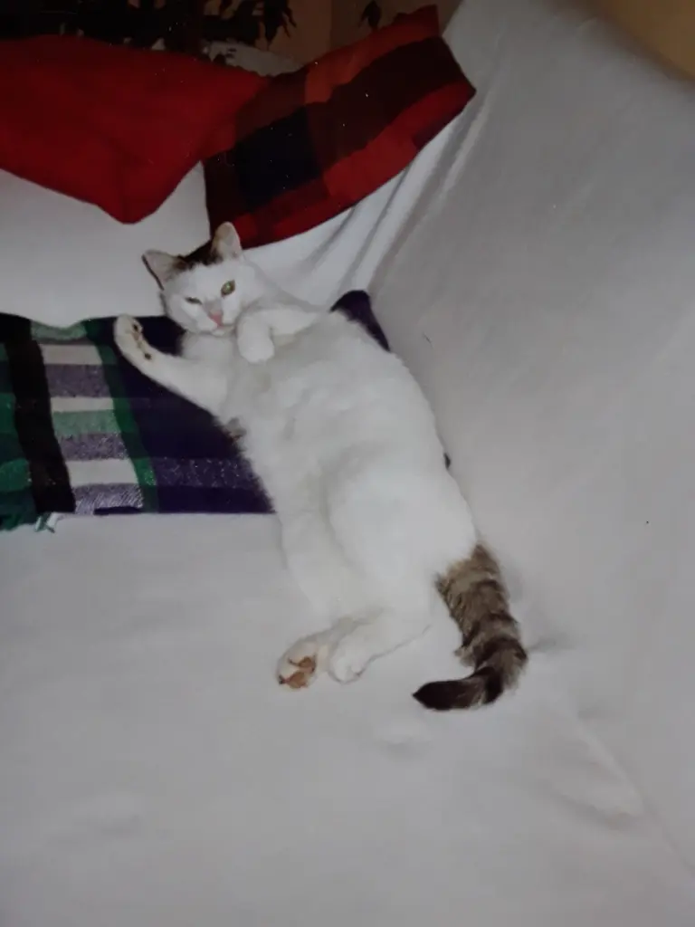 Andachtsbild von Eike und Edeltraud mit Mulle Miezi und Jonny tief im Herzen 