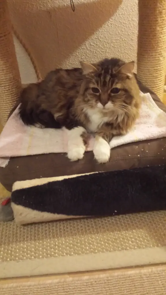 Andachtsbild von deiner Ilse in Liebe