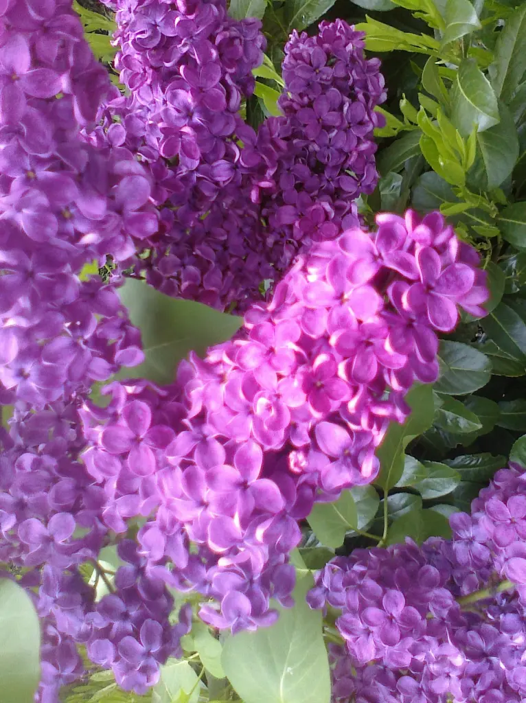 Andachtsbild von Marika mit Balou und Hippo im Herzen