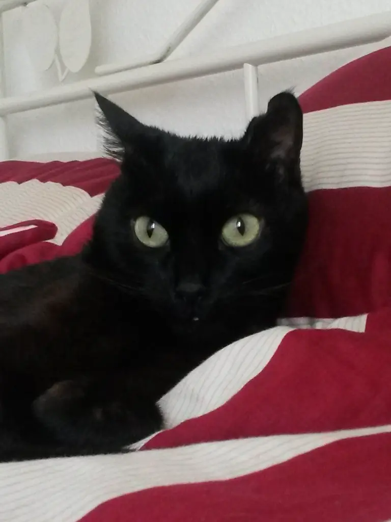 Andachtsbild von Anja mit Joy im Herzen ❤