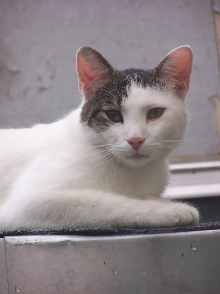 Andachtsbild von Susanne mit Cedric im Herzen 