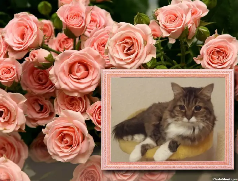 Andachtsbild von ❤️❤️❤️