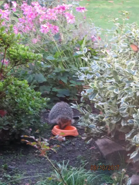 Andachtsbild von Uschi mit Seelenkatzen Jojo und Merlin