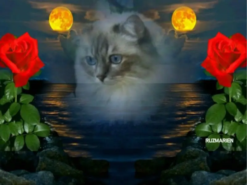 Andachtsbild von Uschi mit Seelenkatzen Jjojo und Merlin