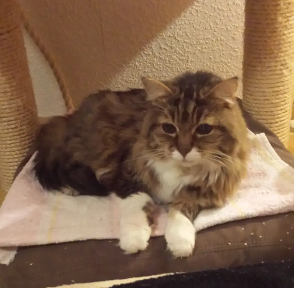 Andachtsbild von deiner Ilse in Liebe, zwei Monate ohne Dich