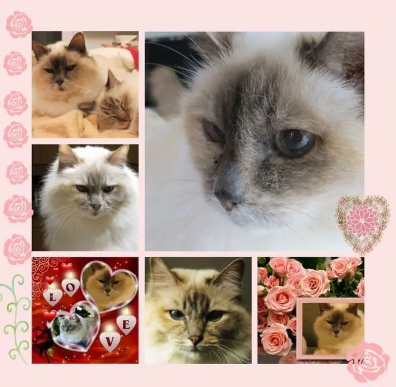 Andachtsbild von Uschi mit Seelenkatzen Jojo und Merlin