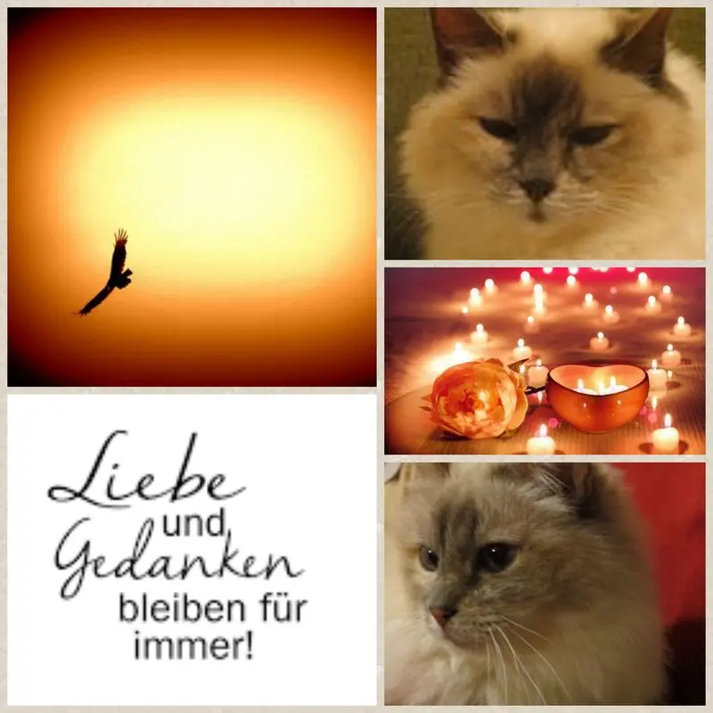 Andachtsbild von Uschi mit Seelenkatzen Jojo und Merlin