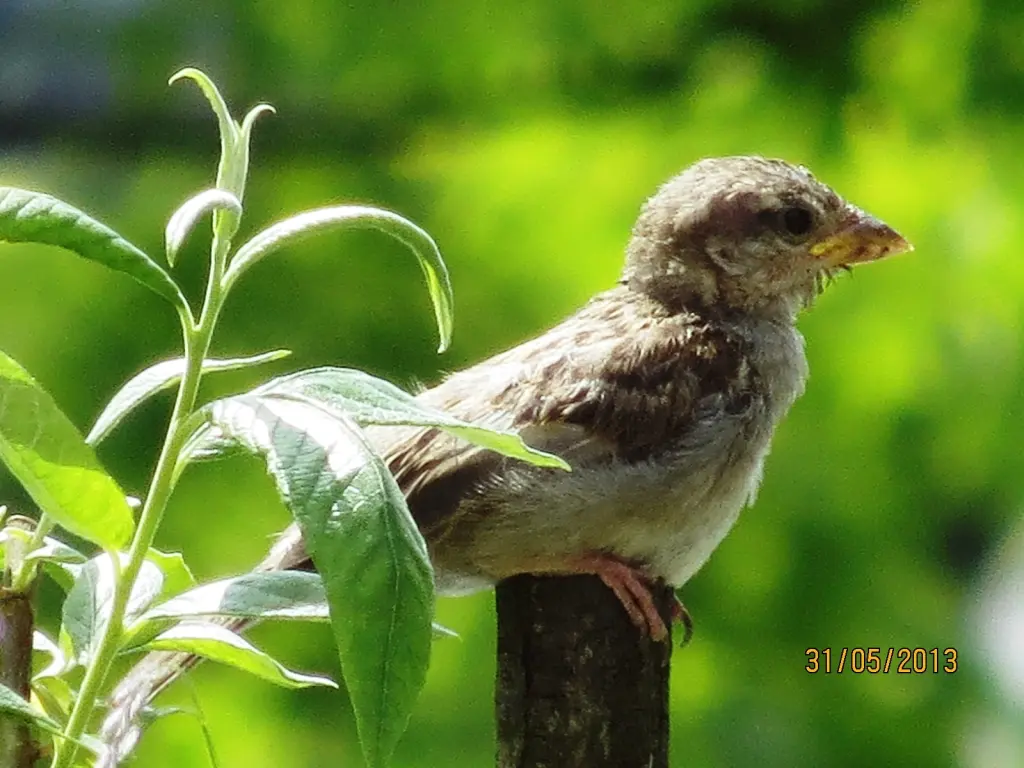 Andachtsbild von Ilse für Volkmar und Jule