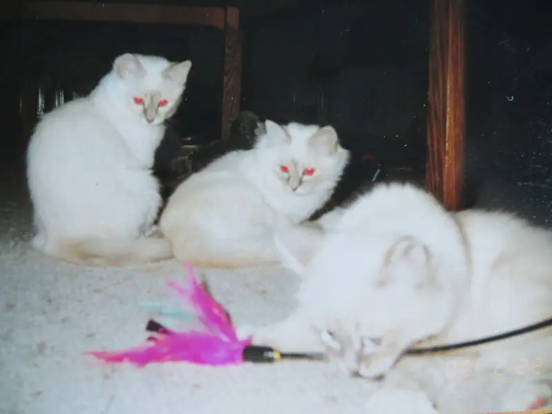 Andachtsbild von Uschi mi Seelenkatzen Jojo und Merlin